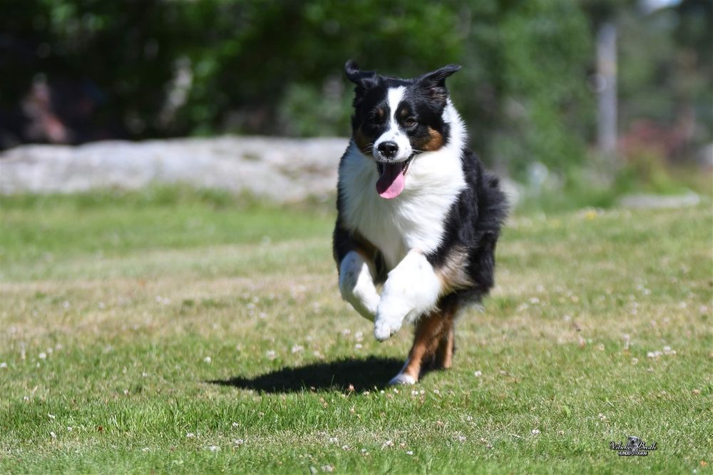 Gratuler til Fritzie med LP1&nbsp;tittel